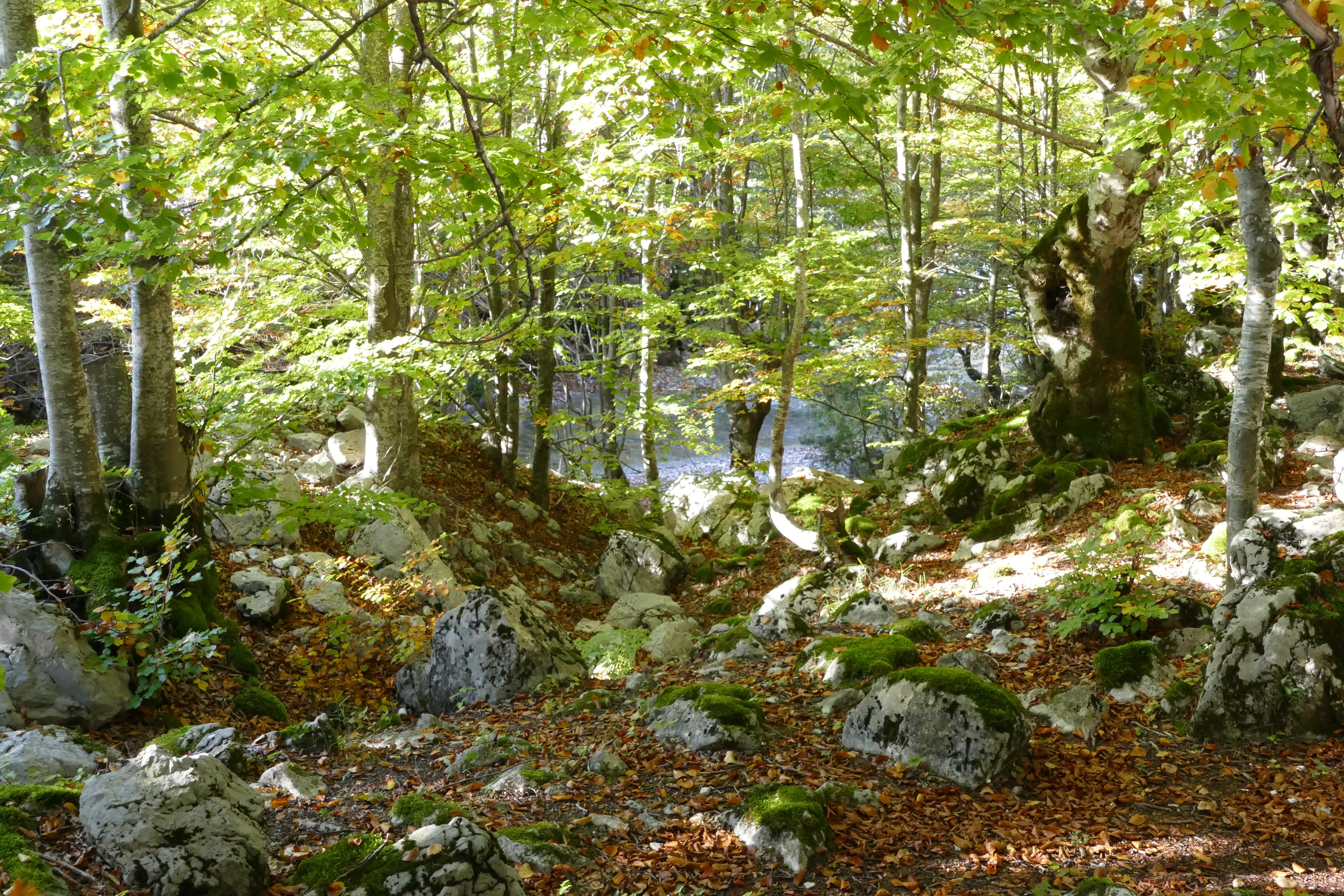p1000541.jpg