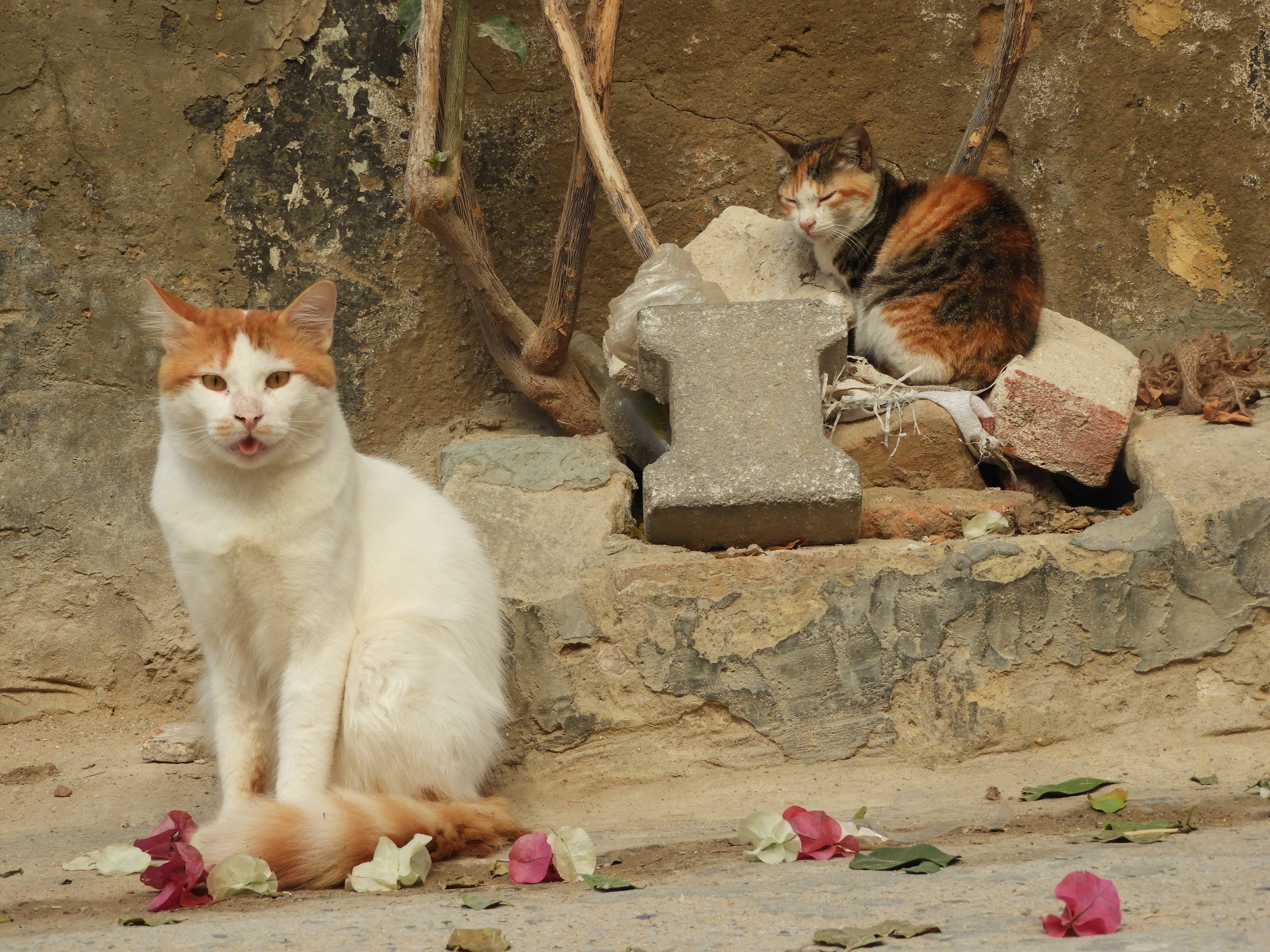 dscn2342.jpg